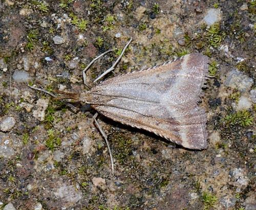 Synaphe punctalis